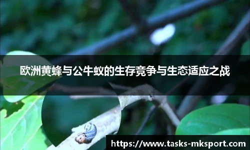 mk体育官网